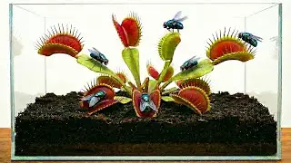 Simulating a Venus Flytrap Ecosystem (Full Build)