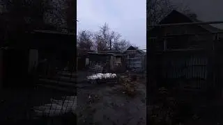 Вечернее кормление гусей.