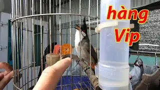 Mua con Chào Mào 100k, không ngờ là hàng Hiếm | Cá Mập TV
