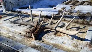 2024 Shed Hunting (GREAT START)