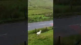 Chasing sheep on DJI mini 3 #wales #dji #djimini3 #drone #sheep