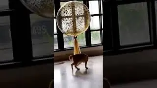 Kitten and balloon