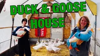Ultimate Winter Duck & Goose House Tour. ❄🦢🦆