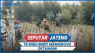 15 Ribu Bibit Mangrove Ditanam Tanggulangi Abrasi di Demak