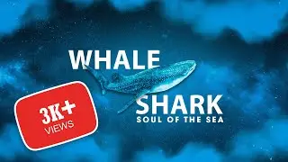 Diving with Whale Shark | Sri Lanka