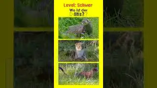 Marderartige I - Jägerprüfung