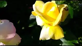 301.# SOS.🤔на мои светлые розы нападают какие то жуки.