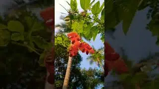 #flowers