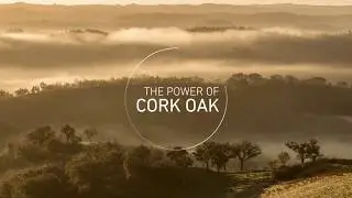 THE POWER OF CORK OAK