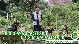 SISIR DAN RUKEM JADI POHON LOKAL EKSOTIS   || #SEKOLAHBONSAIGRATIS