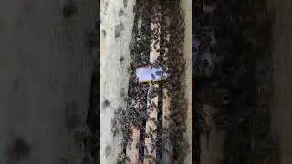 Импортозамещение племенного материала из Германии #bee #beekeeper #buckfast #beekeeping #carnica