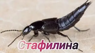 Стафилин Пахучий - Лучший друг Садовода