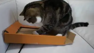 箱とねこ７。-A box and Maru 7.-