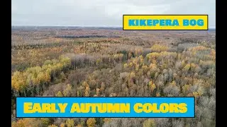 Early Autumn Colors in a Bog
