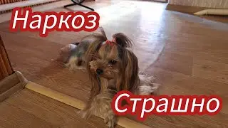 Семья из Мариуполя. Чистка зубов под наркозом. 