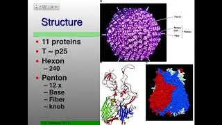 Vir_S19 Lecture 18