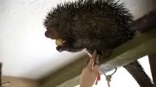 Топ приколы с животными 2015. Дикообраз и банан.Porcupine and a banana.