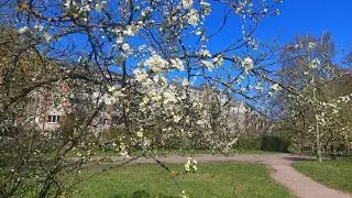 влог - дела домашние и прогулка