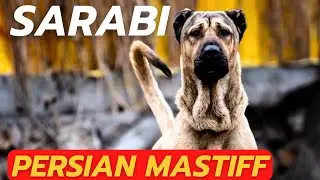 SARABI DOG - THE PERSIAN MASTIFF