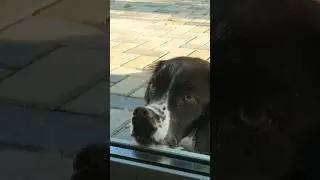 ой смешное видео про ЖИВОТНЫХ 😅😏 #dog #собака   #prettykatyqueen