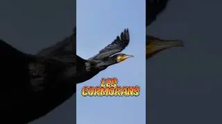 top 5 des oiseaux les plus intelligents 
