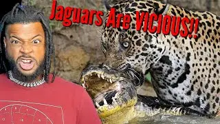 Why Jaguars are an Avengers Level Threat (and cheetahs are not) | Reaction