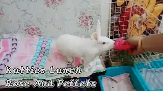 Mini Vlog @4 | Kutties Lunch | #sonutheangel