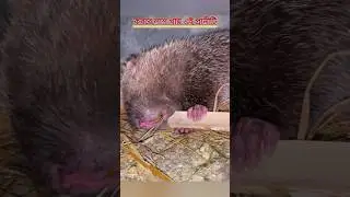 কবরে লা'শ খায় এই প্রানীটি😰