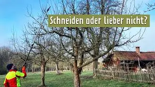 To prune or not to prune? Checking trees for vitality before pruning | MDR Garden