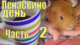 ЛенаСвино день часть 2/Стрижка ногтей свинке/как стричь ногти морским свинкам