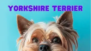 Yorkshire Terrier | Everything You Need To Know About Yorkshire Dog Breed