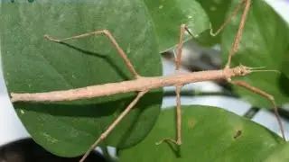 wood insect i you see then you will be amazed
