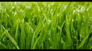 Enemy Grass