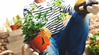 modi naturali per purificare l'aria a casa