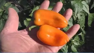 Сладкий перец АПЕЛЬСИН. Описание, опыт выращивания.
