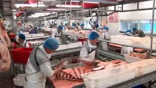 Profit from production - Beef processing and packing