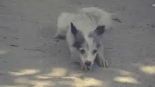 Dog Training