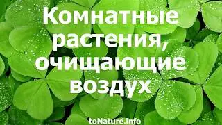 Комнатные растения, очищающие воздух в квартире