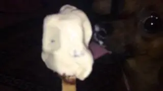 You must watch this tiny dog