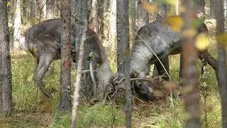 Турнирная схватка лесных северных оленей
