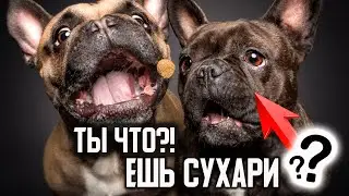 НАТУРАЛКА или СУХОЙ корм. Чем кормить французского бульдога?