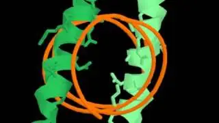 leucine zipper