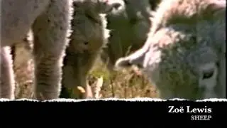 ZOE LEWIS- SHEEP