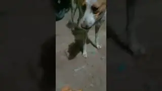 #feedstraydogs #youtubeshorts