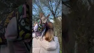 #shorts#cat#catlover