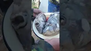 Бешпармак из рыбы