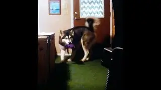 SNEAKY ALASKAN MALAMUTE THIEF & SHOUTOUTS