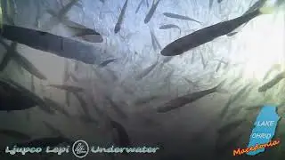 Bleak Fish Swarm