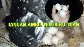 BERMALAM DI PONDOK KEBUN, KELAPARAN DITENGAH MALAM|| NEKAD MENCURI TELUR AYAM