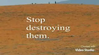 Stop killing them.